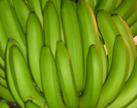 Photograph of Bananas