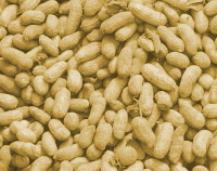 Photograph of Groundnuts-summer