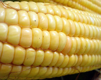 Photograph of Maize