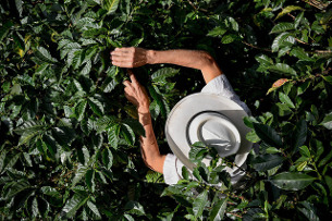Photo - A farmer in Colombia's Nariño Department checks his coffee bushes. Neil Palmer CIAT photos