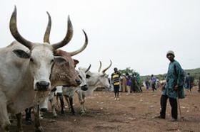 Photo - Photo: Livestock market in Mali