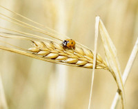 Photo showing Barley