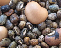 Photograph of Cowpeas