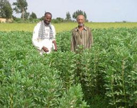 Photograph of Faba beans