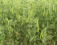 Photograph of Field peas