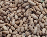 Photo showing Groundnuts