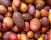 Photograph of Potatoes