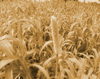 Photo showing Sorghum-kharif