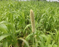 Photo showing Sorghum