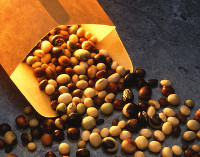 Photograph of Soybeans