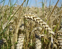 Photograph of Spring bread wheat