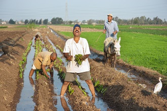 egypt asti egypts agriculture