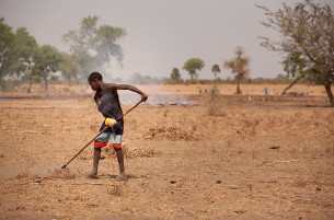 photo from Senegal Farm - Credit: IFPRI/Milo Mitchell